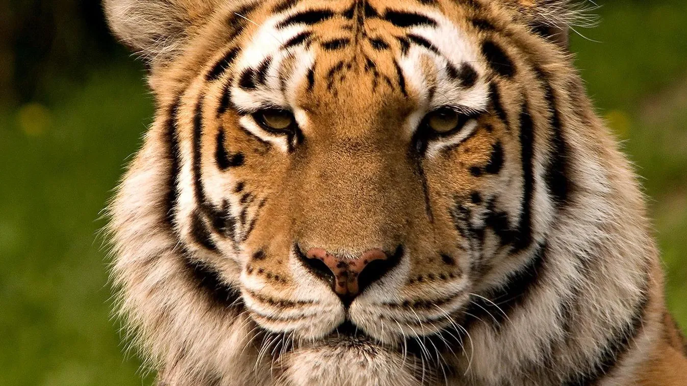 szibériai tigris 