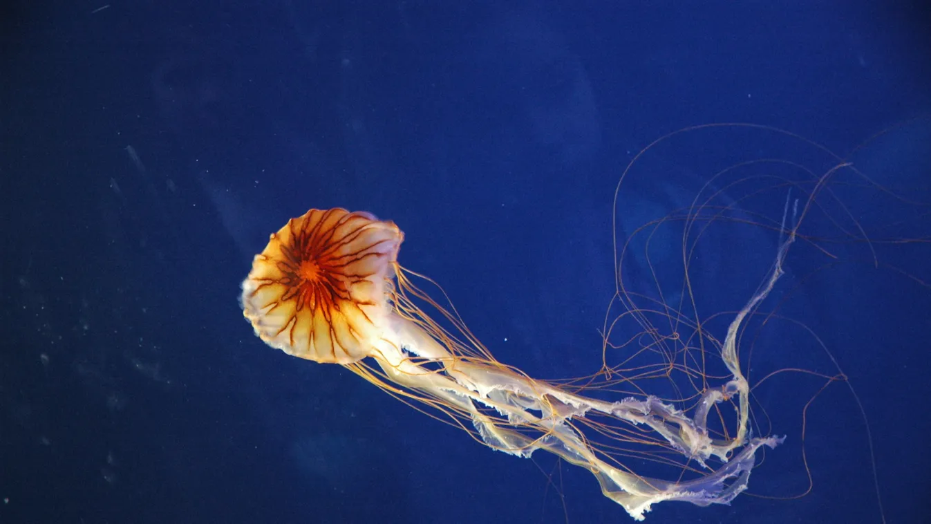 Chrysaora hysoscella iránytű medúza 