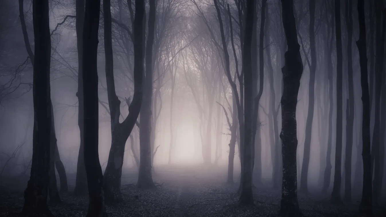 erdő sötét köd illusztráció 