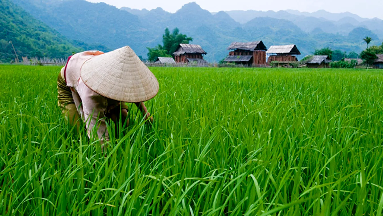 vietnám, rizsföld, mezőgazdaság 