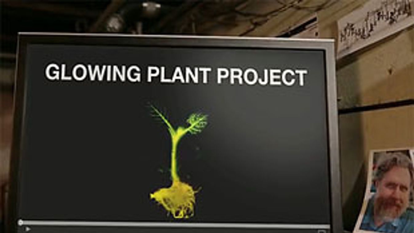 világító növény, Glowing Plants
