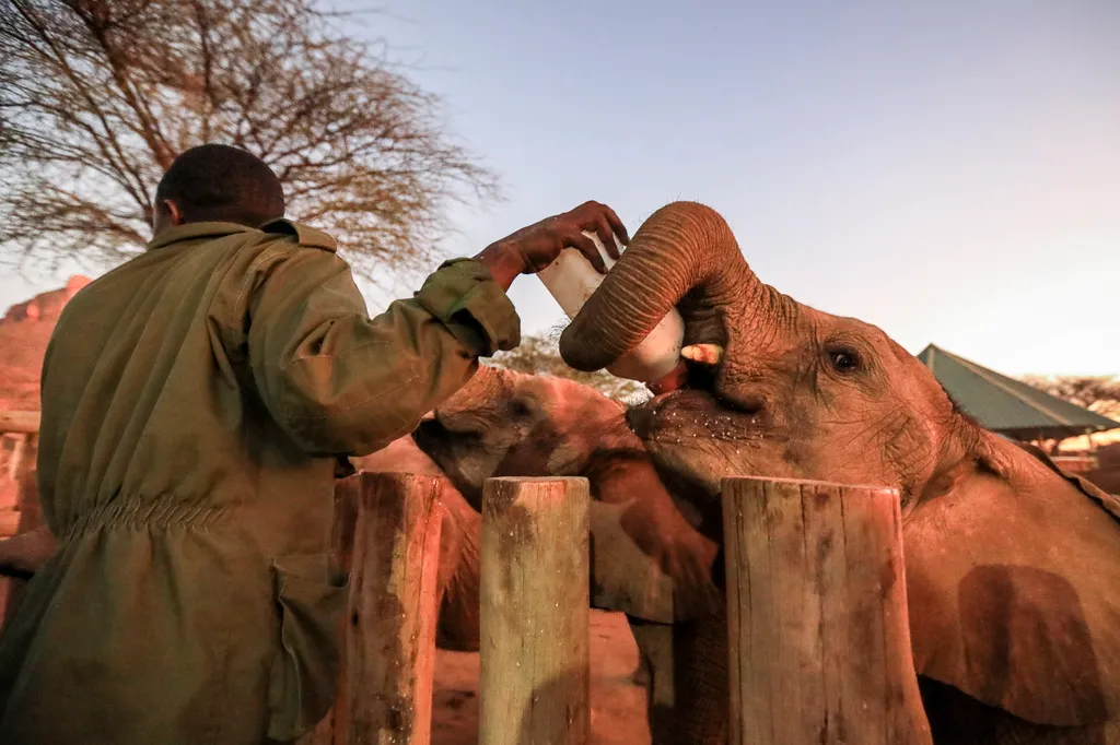 A Reteti elefántrezervátumban Kenyában esélyt kapnak a túlélésre az elhagyott kiselefántok, Reteti, elefánt, elefántrezervátum, Samburu 