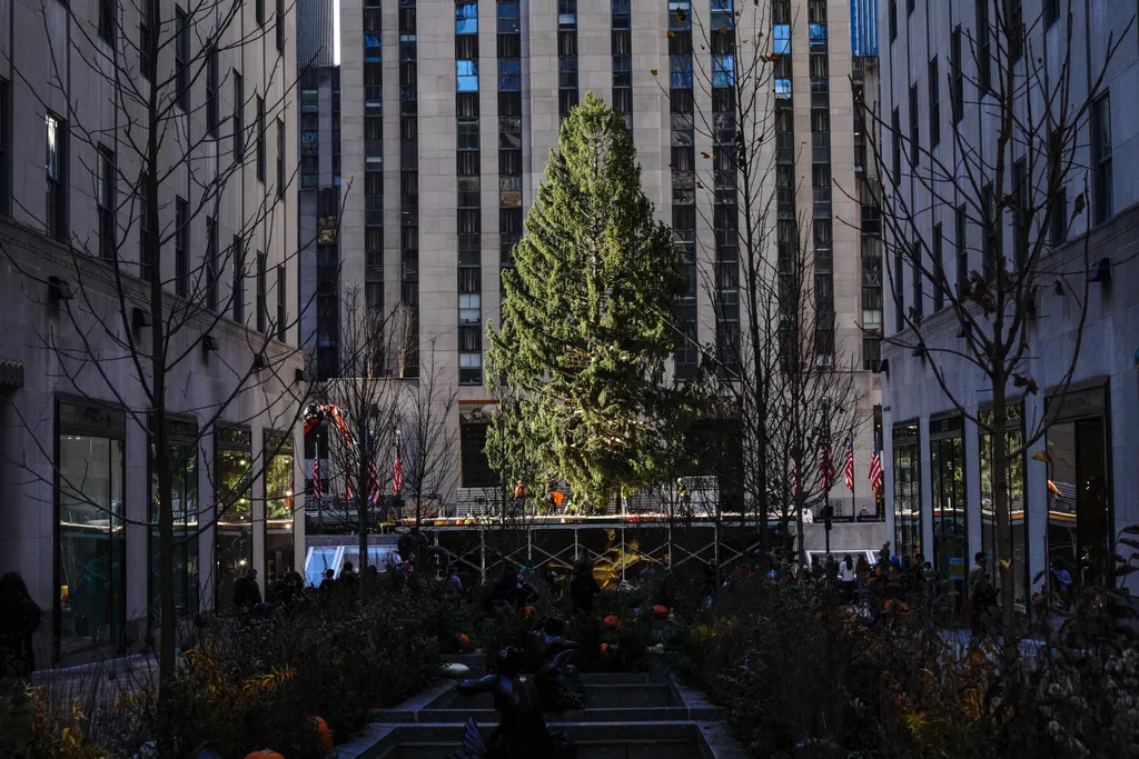2020 Christmas Tree Delivered To Rockefeller Center For Holiday Season 30 Rock American Flag ARRIVAL Arts Culture and Entertainment CHRISTMAS CHRISTMAS TREE New York City Rockefeller Center Rockefeller Center Christmas Tree Topix Tree USA 