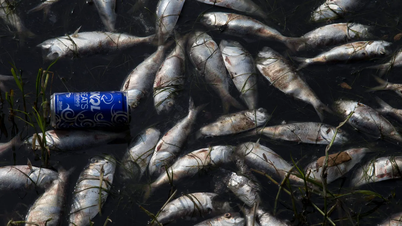 Rio de Janeiro, 2015. április 14.
Döglött halak a Rio de Janeiró-i Rodrigo de Freitas-öböl szennyezett vizében 2015. április 13-án. A 2016-os nyári olimpiának otthont adó város vezetősége korábban ígéretet tett arra, hogy nyolcvan százalékkal csökkenti a 
