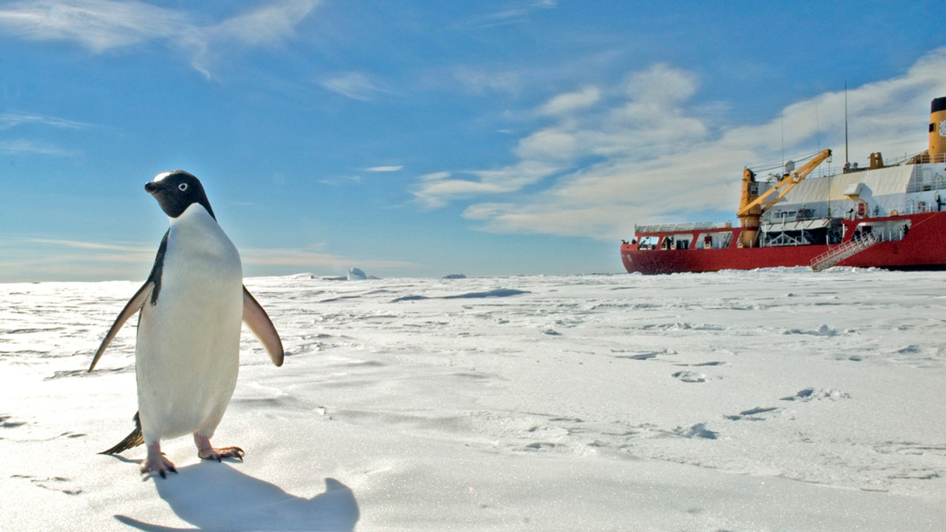 ANTARCTICA- A curious penguin comes by to investigate the Coast Guard Cutter Polar Sea as the ship takes a break from its ice-breaking duties.  The Polar Sea is in Antarctica as part of Operation Deep Freeze 2007, clearing a navigable channel for supply 