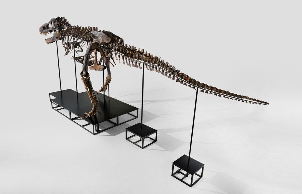 6,5-8,7 millió dollár között mozog ez a T-Rex csontváz, árverés, Zürich, Svájc, galéria, 2023 