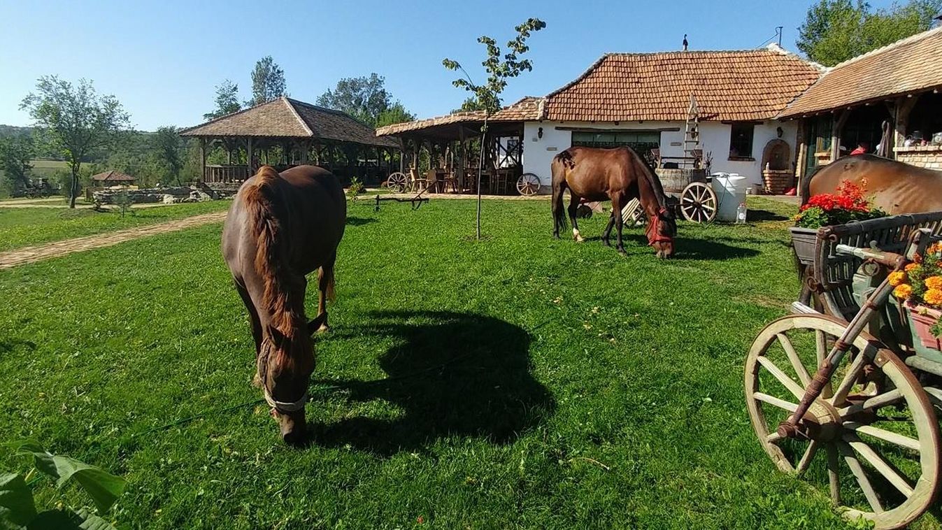 Etno falu Americ Belgrád Szerbia lovas tanya 