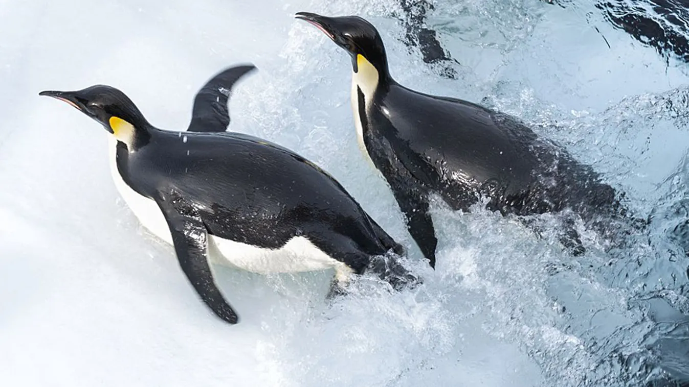 Pingvinek vándorlása 2 