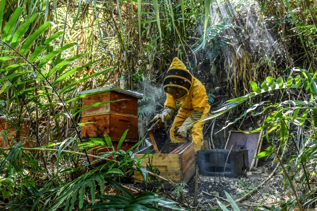 Kolumbiában a méheket veszélyezteti a túlzott avokádó termesztés  animal environment Horizontal 