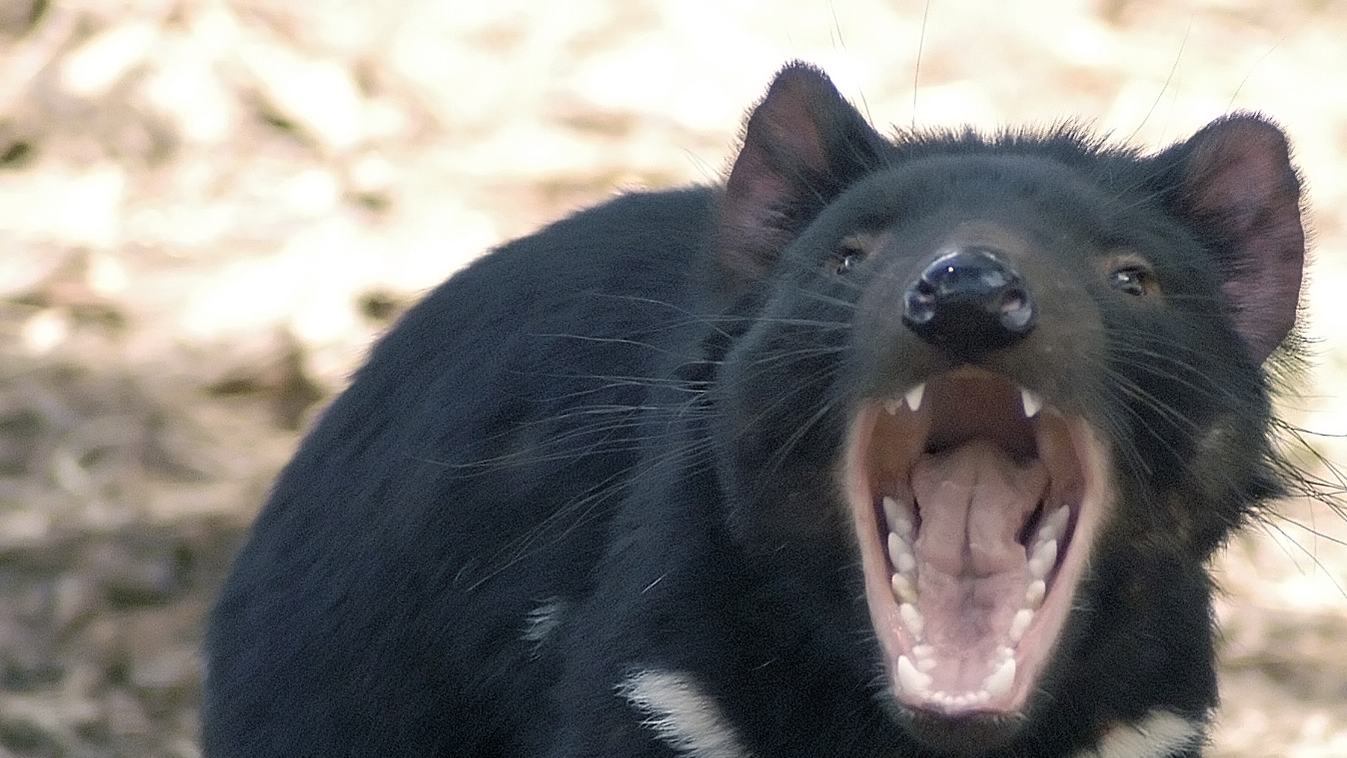 tasmán ördög 