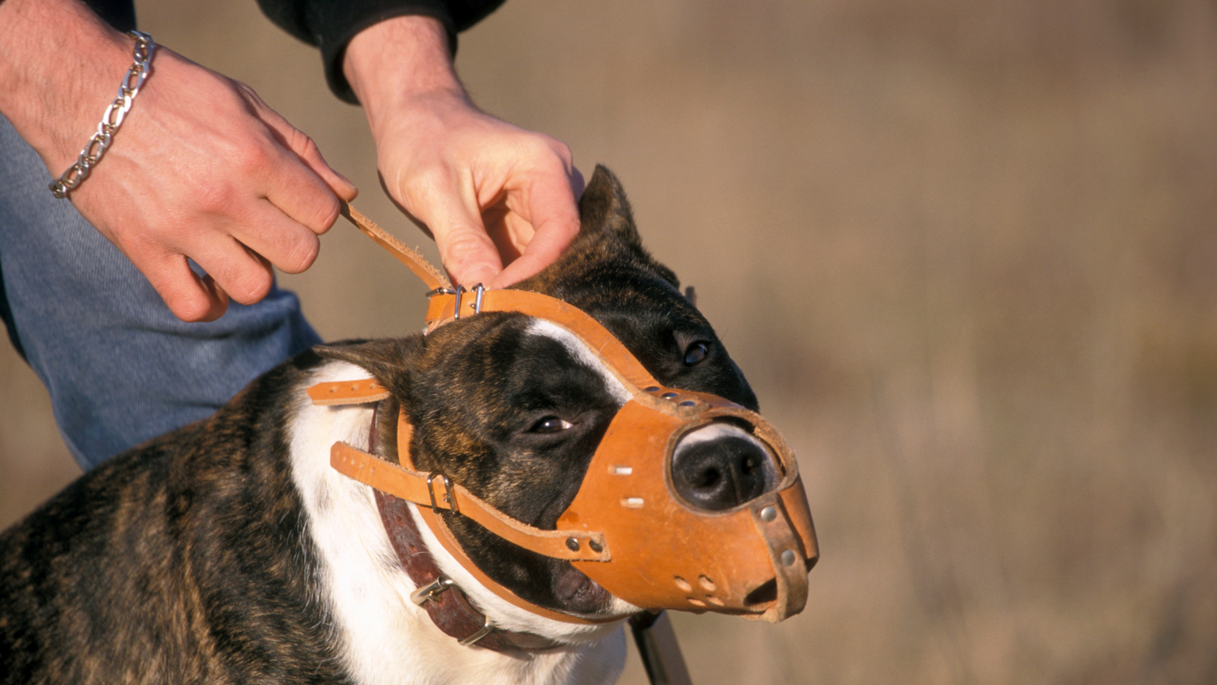 Action Actions American Staffordshire Terrier Am-Staff Animal accessory Animal equipment Animal use and care Animals accessories Animals equipments Animals use and care Attach Attached Attaches Attaching Attachings Be linked Being linked Bind Binding Bind