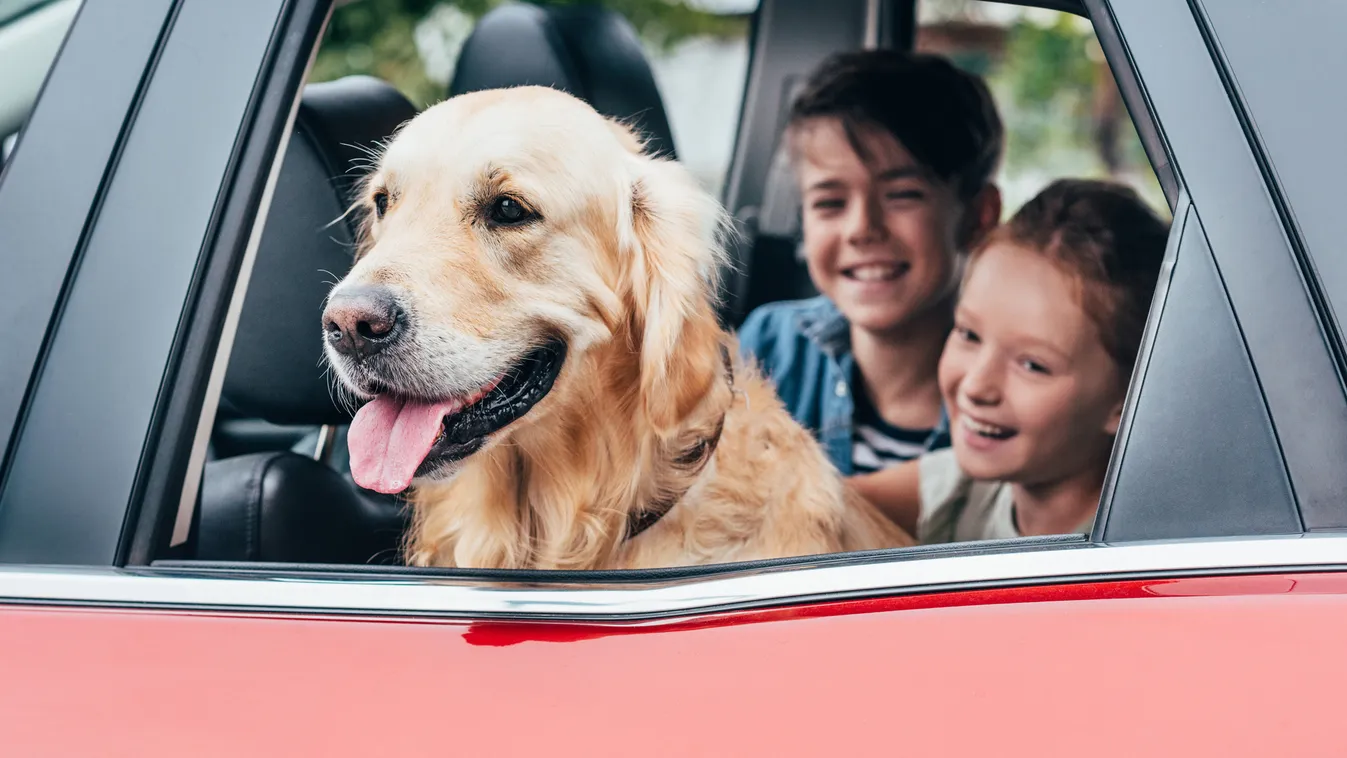 Kutya az autóban – Utazási tippek, hiszen a biztonság és a kényelem elengedhetetlen 