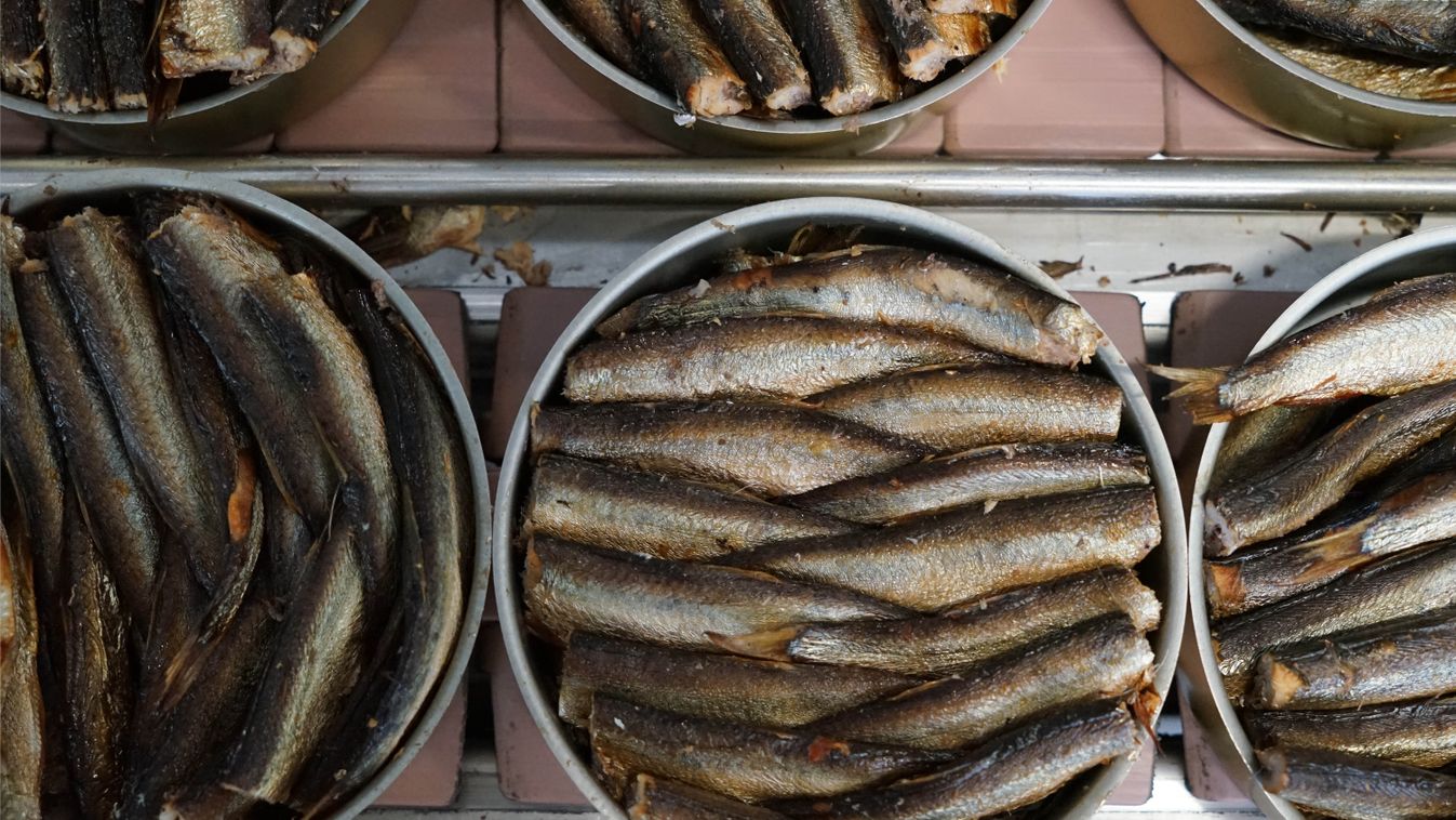 hal, orosz, konzerv,"Za Rodinu" fish factory in Kalinigrad Region fish canned SQUARE FORMAT 