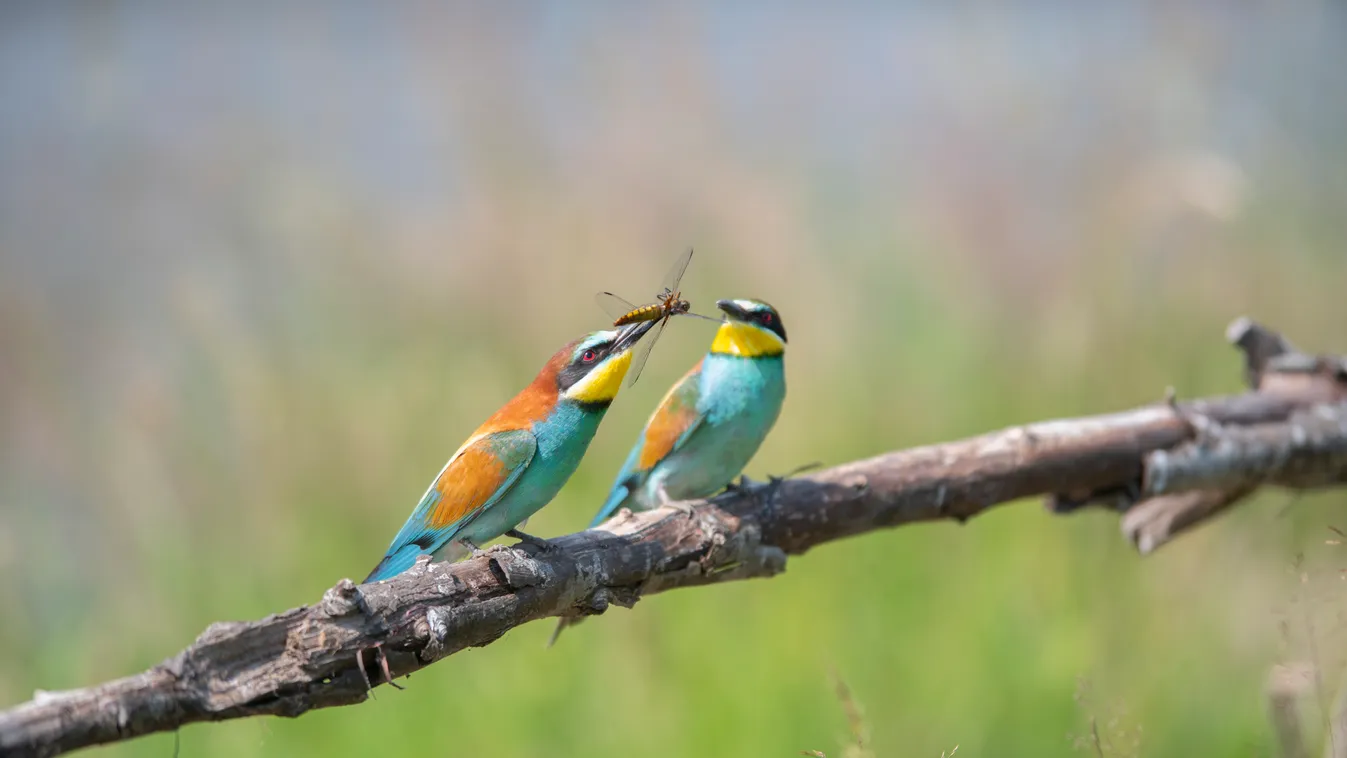 gyurgyalag European Bee-eater (Merops apiaster), offering of prey, Lorraine, France Insect Spring LORRAINE ADULT Female Male Prey COUPLE Posing Courtship behaviour OVERVIEW Insectivore (diet) Three quarter shot On a branch 