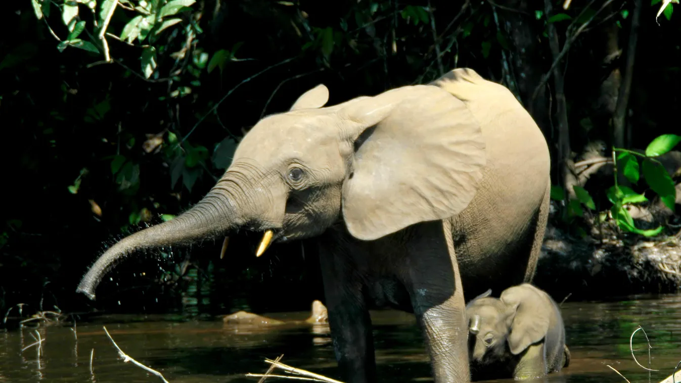 erdei elefánt, Afrika 