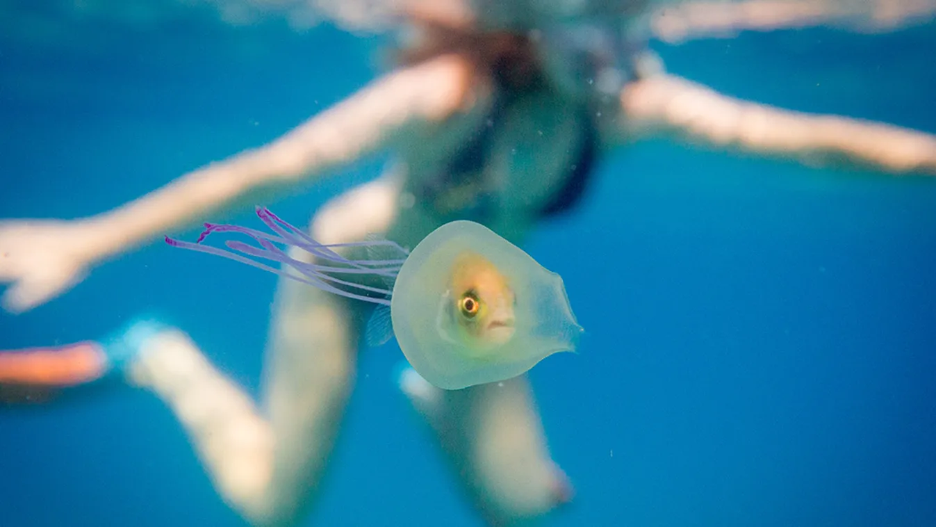 medúzába szorult hal 
