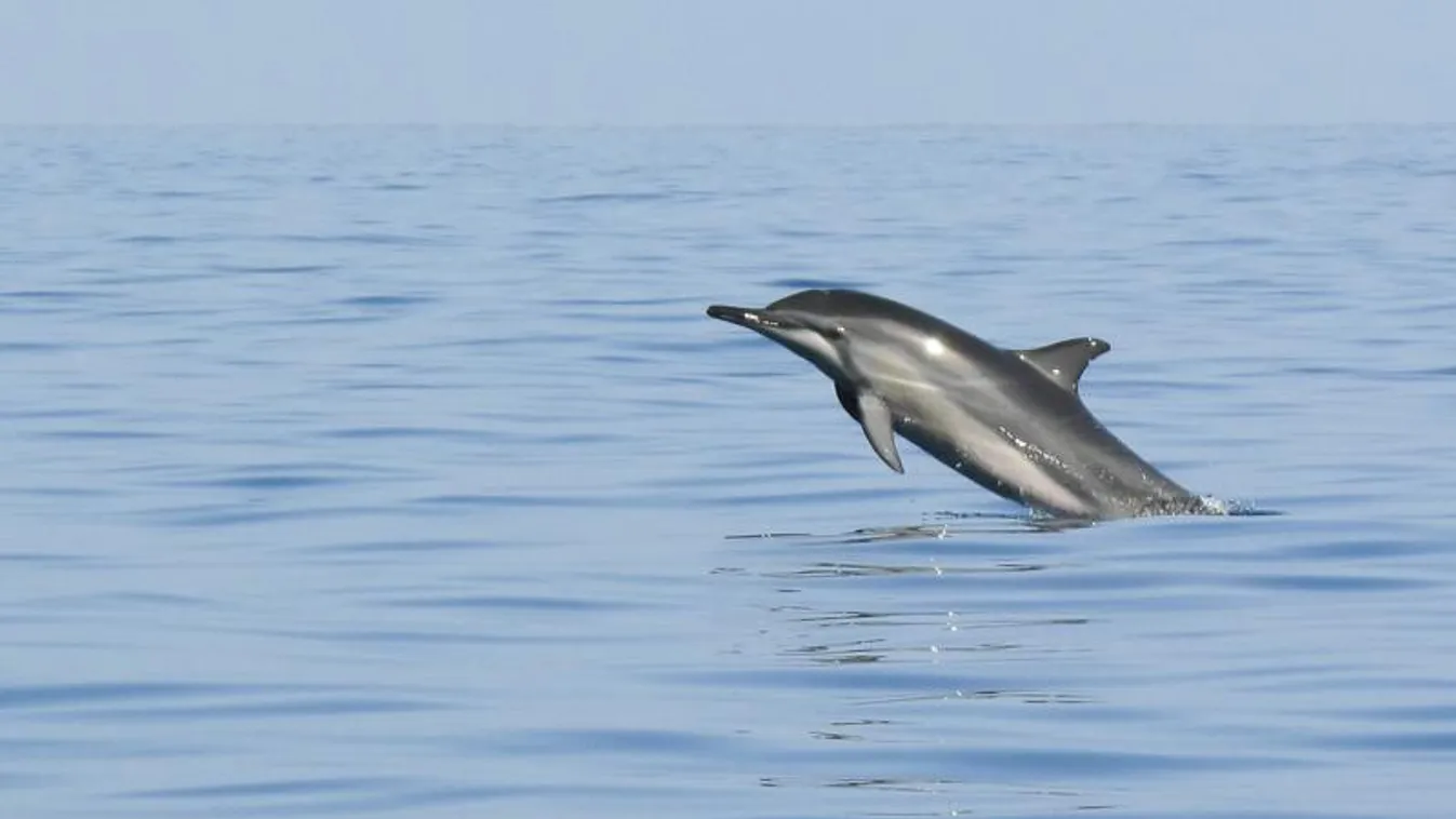 Stenella longirostris, trópusi delfin 