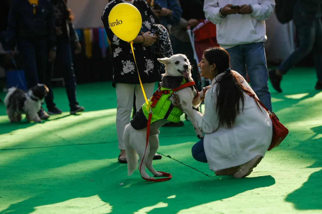 Pet Fed Show 2022, Új-Delhi, kisállat, háziállat, kutya, macska 