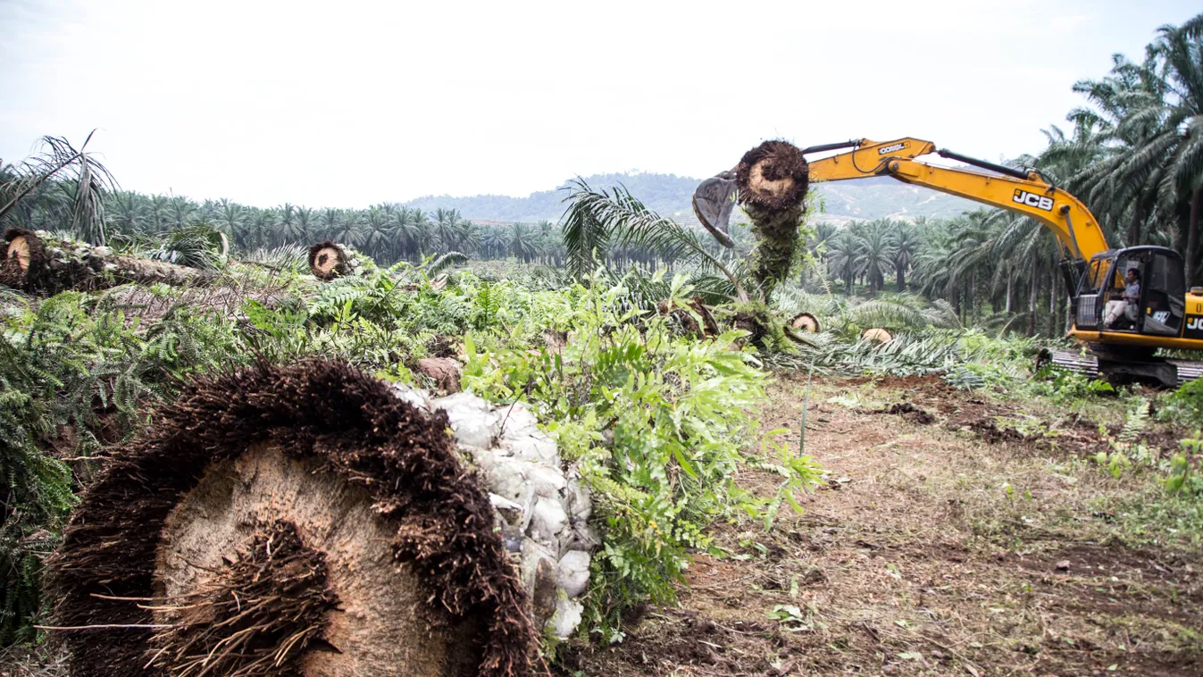 Indonézia erdőírtás környezetvédelem erdő 