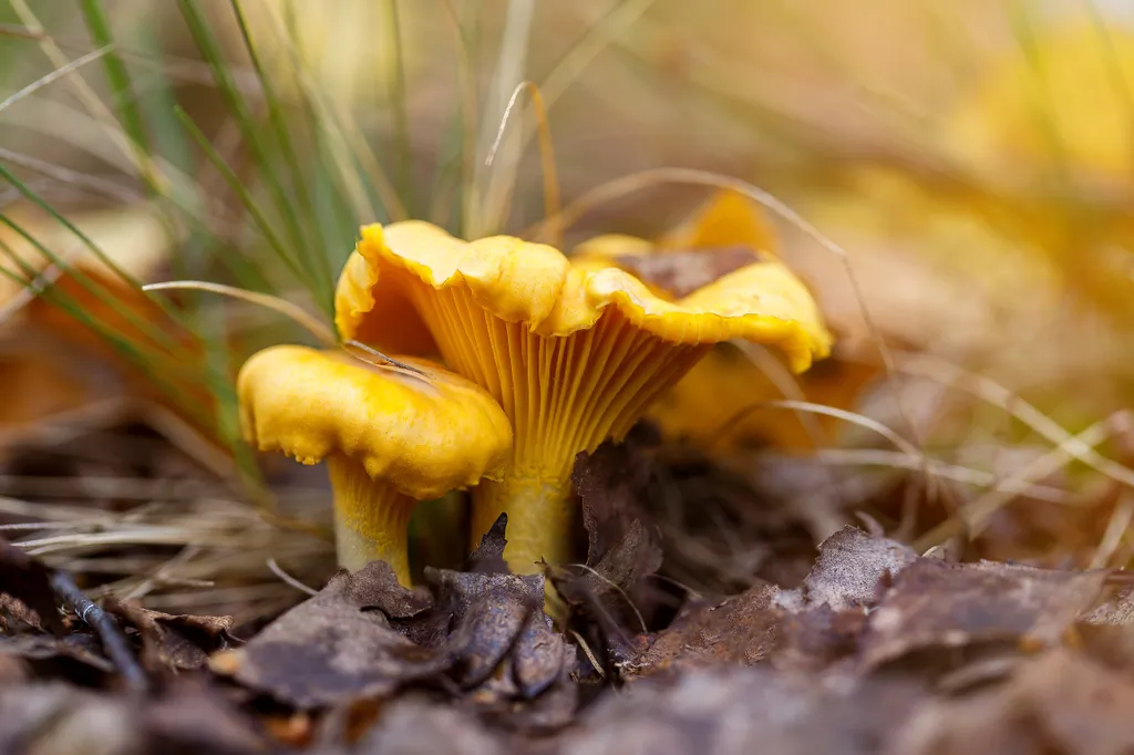 Cantharellus cibarius gomba 