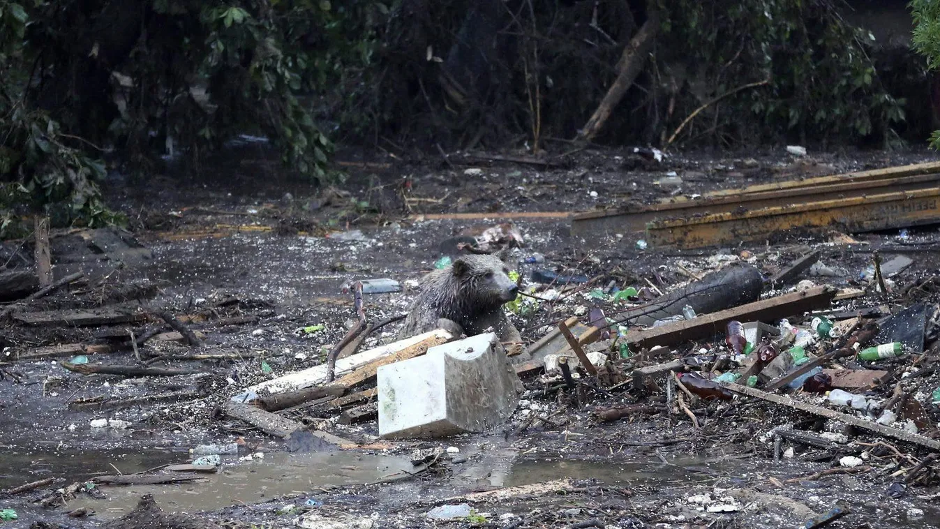 Tbiliszi, 2015. június 14..
Medve küzd az életéért Tbiliszi elöntött állatkertjében 2015. június 14-én. A grúz fővárost sújtó árvíz következtében legalább nyolc ember életét vesztette, az állatkertből pedig sok állat – köztük hat tigris, hat oroszlán és n