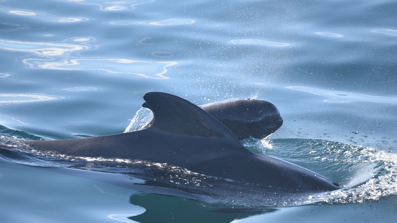 rövidszárnyú gömbölyű fejű delfin 