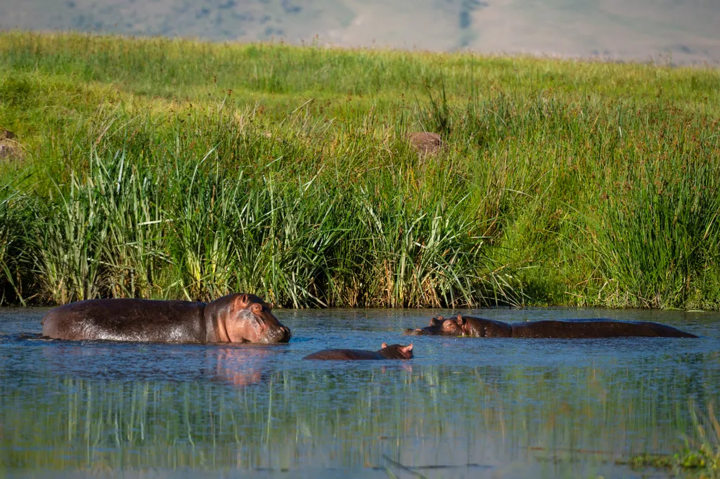 Ngorongoro kráter Tanzánia vadállat 
 serengeti tanzania Arusha Region Day Eastern Africa hippopotamus amphibius Mammal Nature No People Outdoors scenics Serengeti Tanzania Wildlife Horizontal AFRICA ANIMAL H 