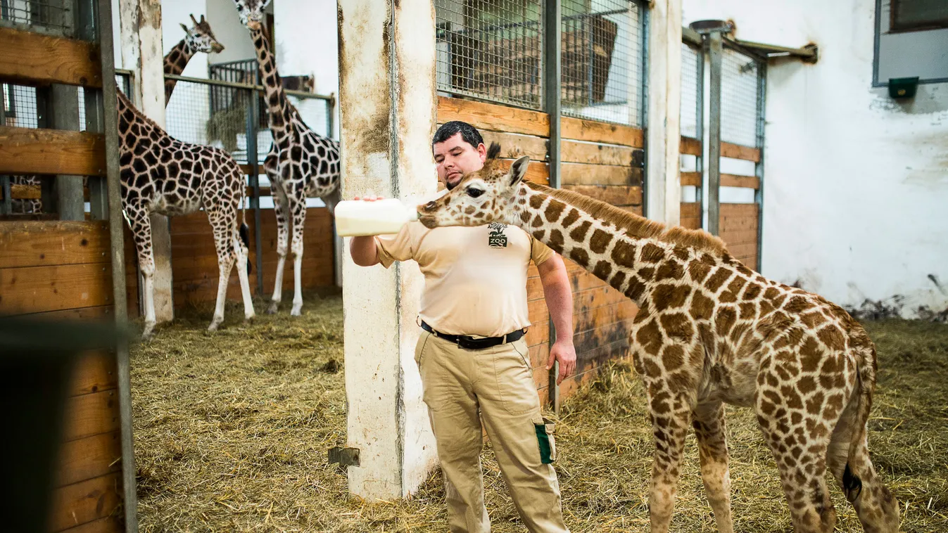 Kovács László Nyíregyháza, 2014. december 27.
Kovács László állatgondozó cumisüvegből eteti a Nyíregyházi Állatpark kéthónapos zsiráfborját 2014. december 27-én. Az elsőborjas zsiráfteheneknél előfordul, hogy nem tudnak még szoptatni, ezért a gondozók fél