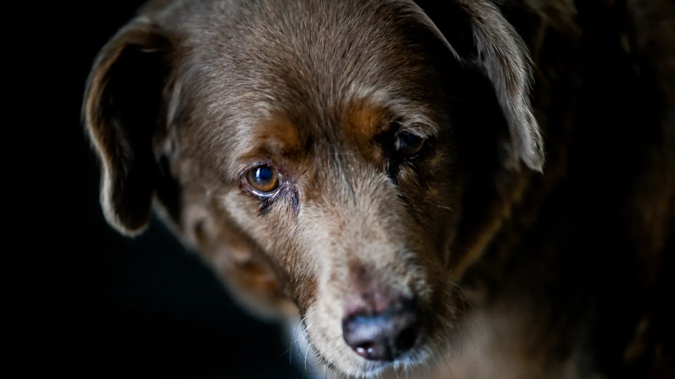 Bobi a világ legidősebb kutyája: 31 éves, galéri, 2023 