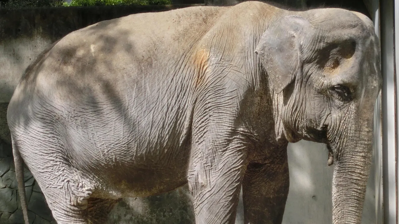 ázsiai elefánt 