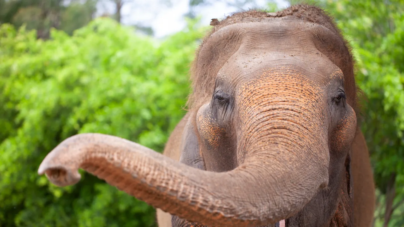 Truckload of goodwill elephant Thailand-elephant Thailand-animal animal Horizontal 