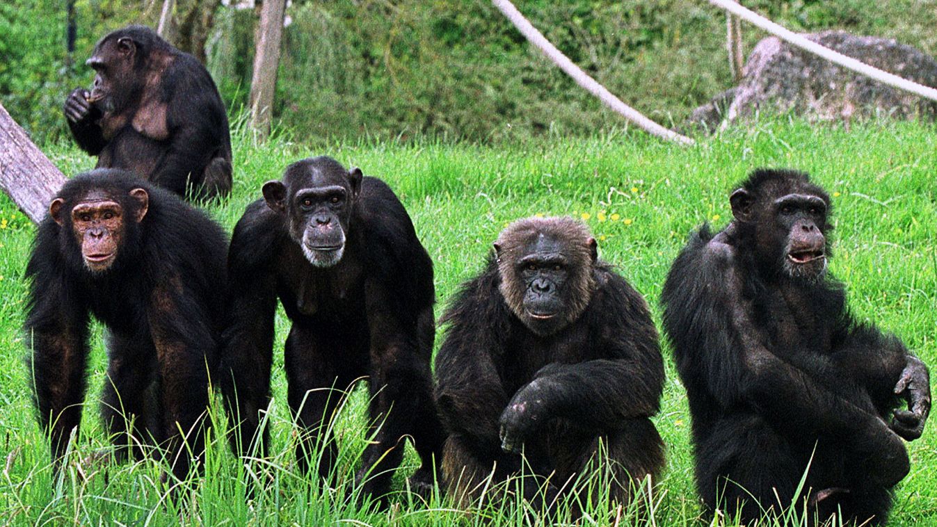 csimpánz, Gombe Stream National Park, erőszak, csimpánz, csimpánz háború 