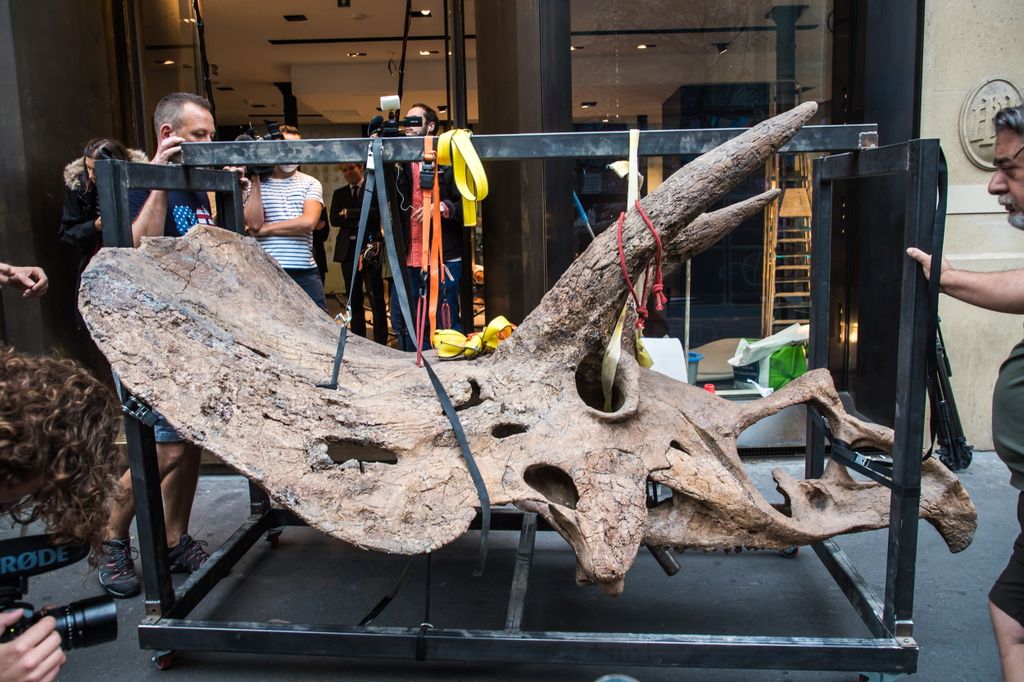 Képeken a legnagyobb ismert Triceratops csontvázának árverése, fotó, galéria, 2021 