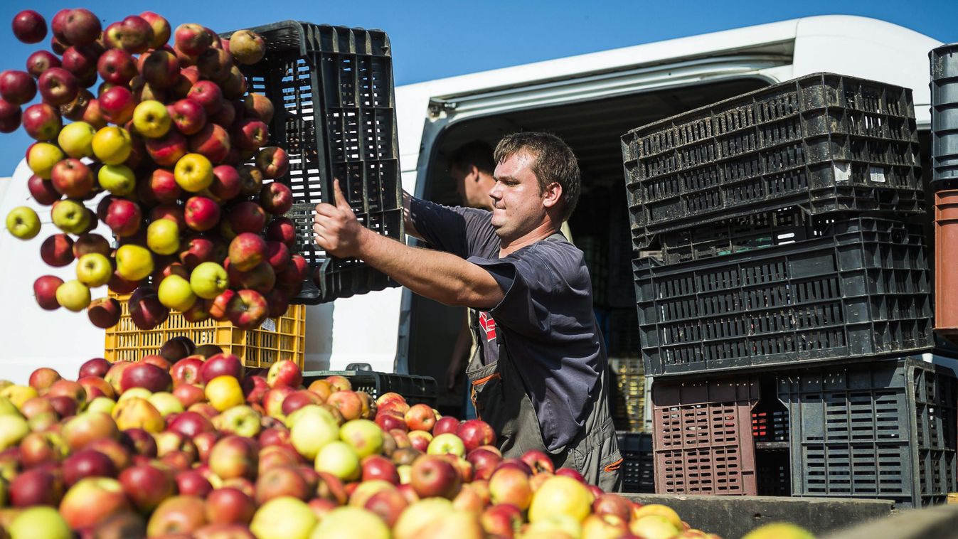 alma almahalom almaszüret almatermelő Foglalkozás gyümölcs léalma mezőgazdasági vállalkozó műanyagláda NÖVÉNY SZEMÉLY vállalkozó 