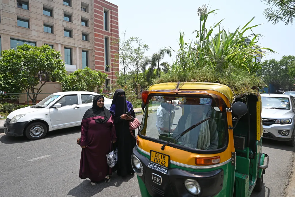 közlekedés, delhi, riksa, Egy sofőr Delhiben kertet ültett riksája tetejére a hőség ellen 