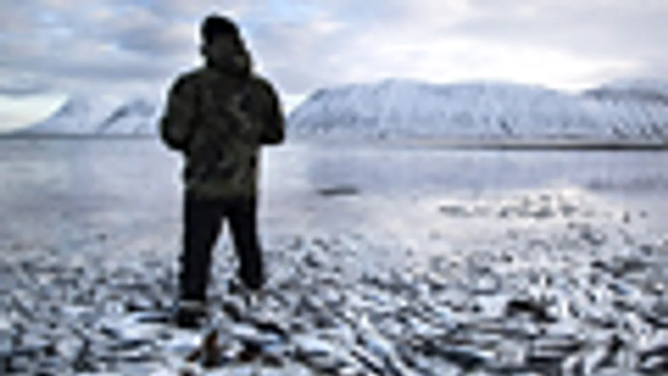a hét képei, tömeges halpusztulás Izlandon