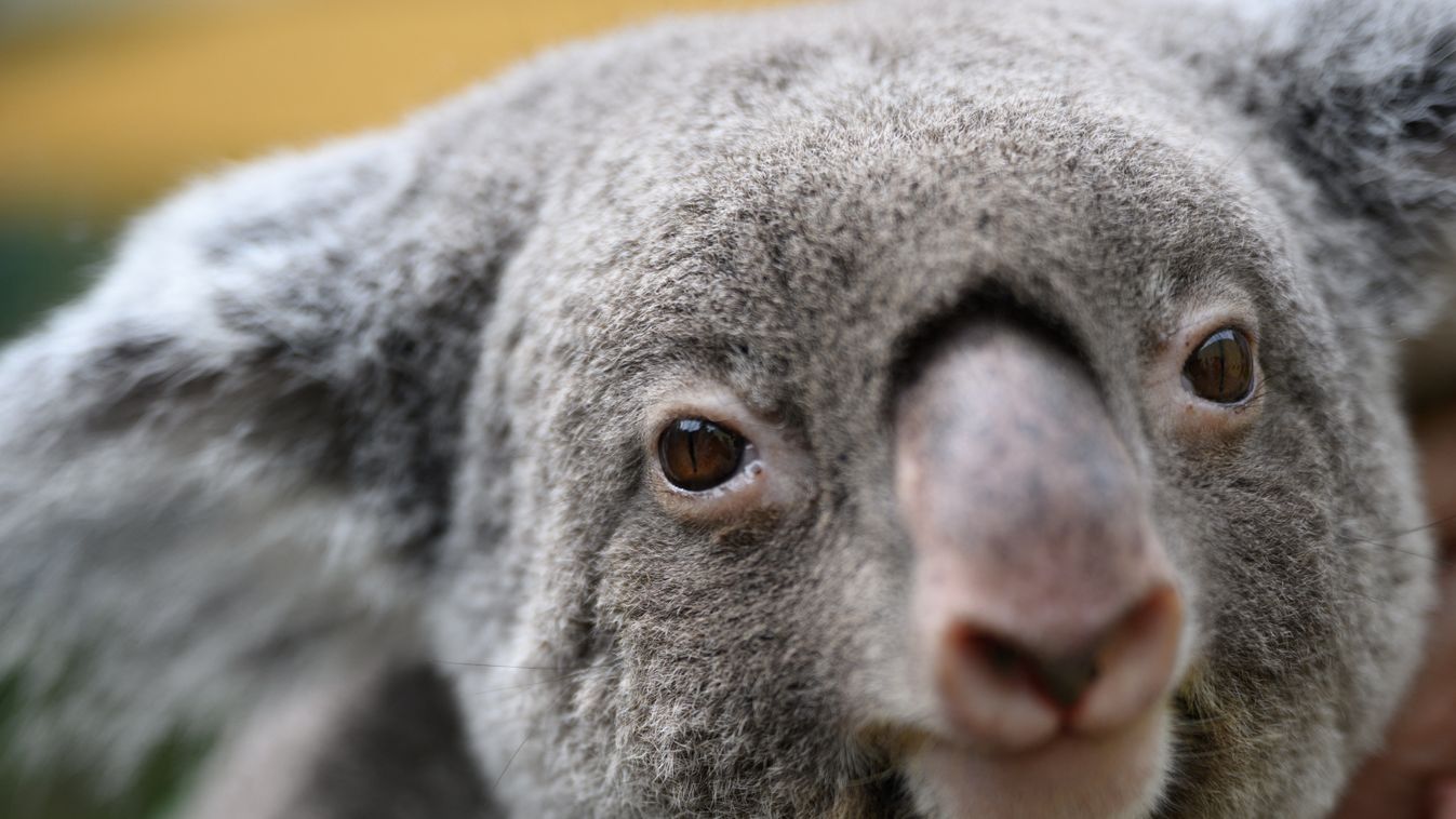 Female koala "Sydney" back at Dresden Zoo Human Interest Animals Sydney Single Horizontal ZOO KOALA PORTRAIT 