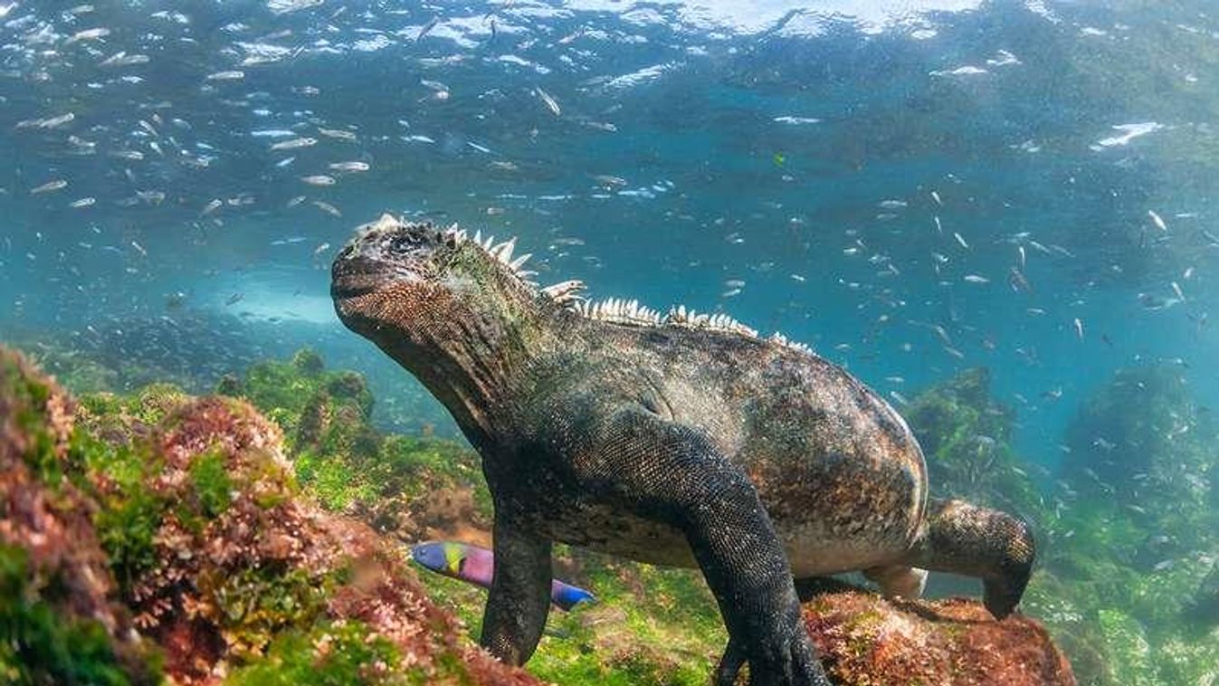 tengeri iguana , Galapagos-szigetek 