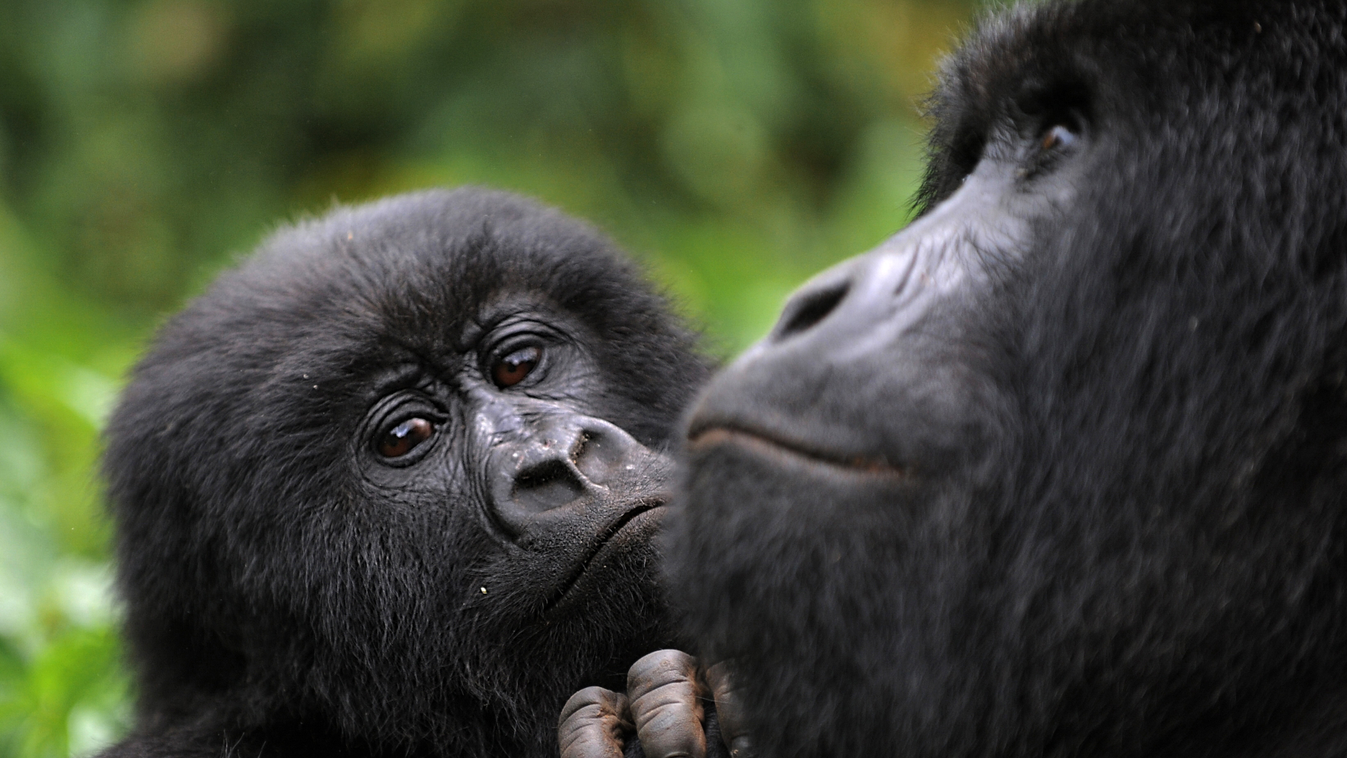 Gorillák a Virunga Nemzeti Parkban, Kongóban 