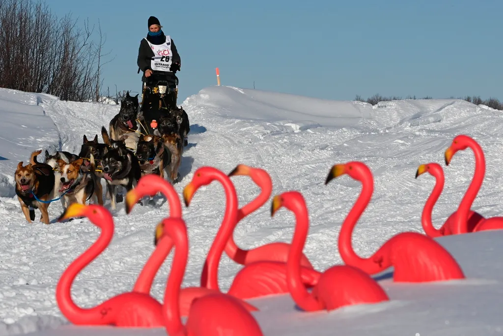 Willow, 2021. március 8.
Mille Porsild a Camp Flamingo mellett halad el csapatával a Susitna folyónál, az alaszkai Willowtól északra az Iditarod amerikai kutyaszánverseny rajtja után, 2021. március 7-én.
MTI/AP/Anchorage Daily News/Bill Roth 