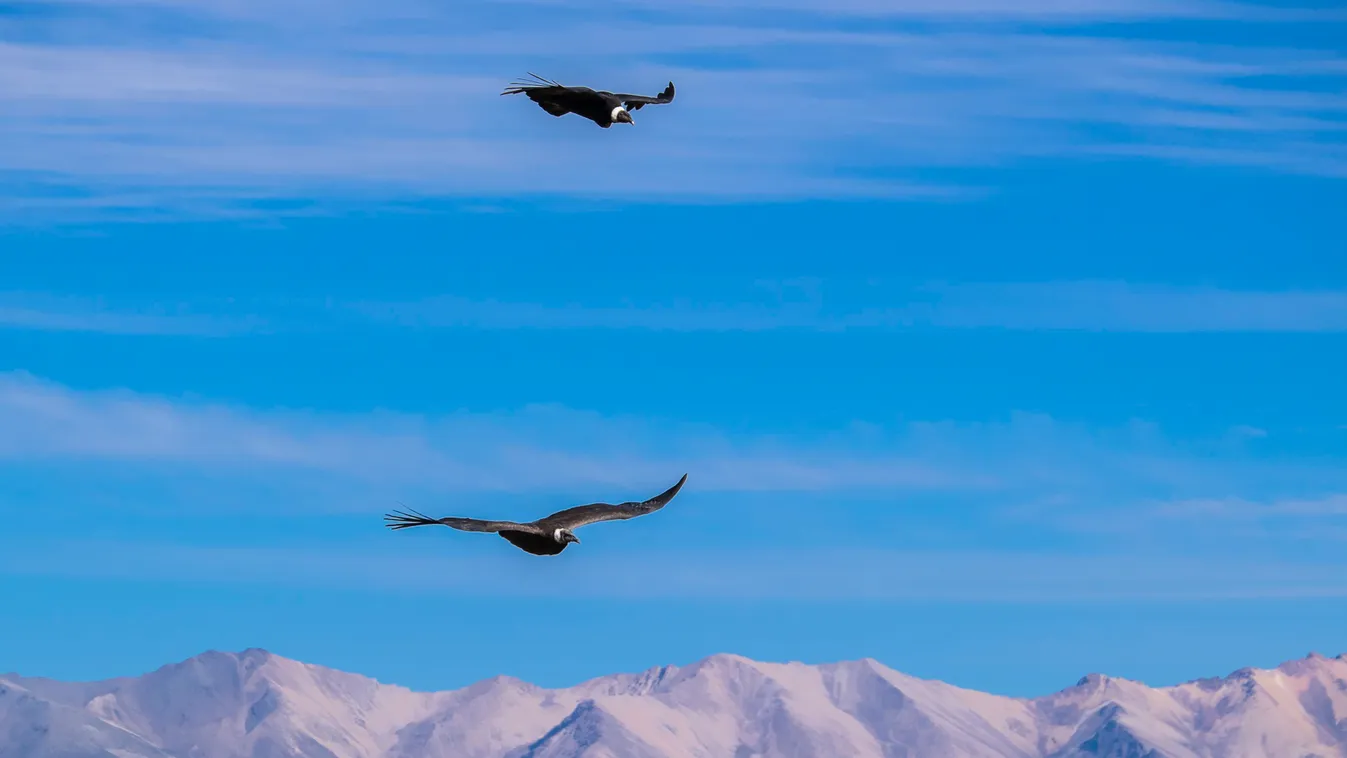 Andoki kondorkeselyű andean condor ANIMAL Arequipa province Arequipa region Bird BIRD OF PREY Canyon del Colca condor Day diurnal birds of prey flying HORIZONTAL MOUNTAIN Nature No People Outdoors Peru South America vultur gryphus 