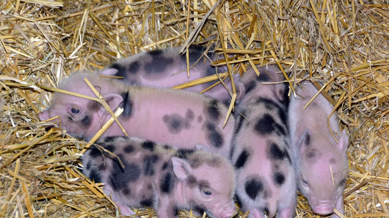 törpemalac Fővárosi Állat- és Növénykert 