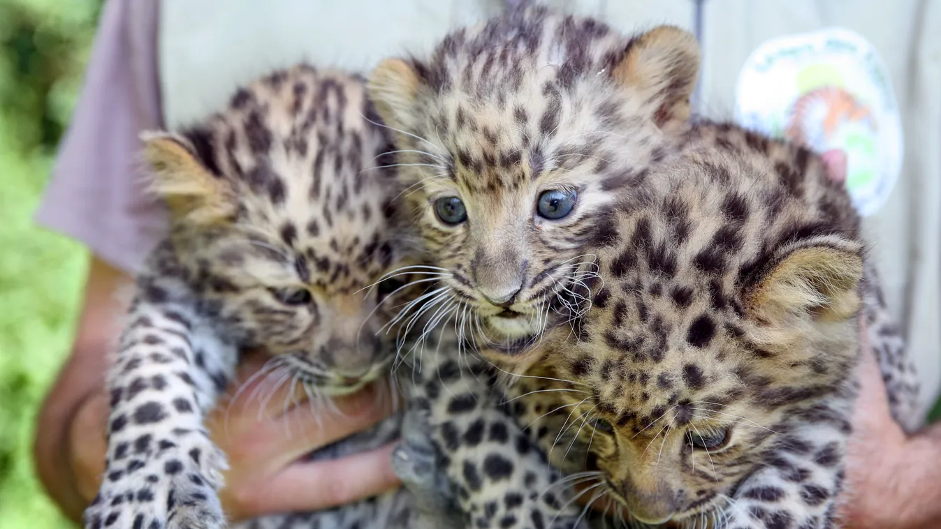 amuri leopárd panthera FRANCE-ZOOLOGY-PANTHER Horizontal ANIMAL ZOO BIG CAT ENDANGERED SPECIES FULL-LENGTH BUST BABY ANIMAL AMUR LEOPARD 