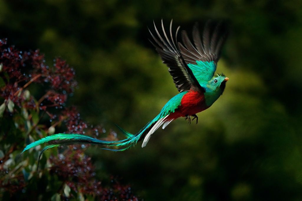 A világ legszínesebb madarai a papagájtól a pintyig, madár, madarak, színes madarak, látványos tollazat, quetzal, Pharomachrus mocinno 