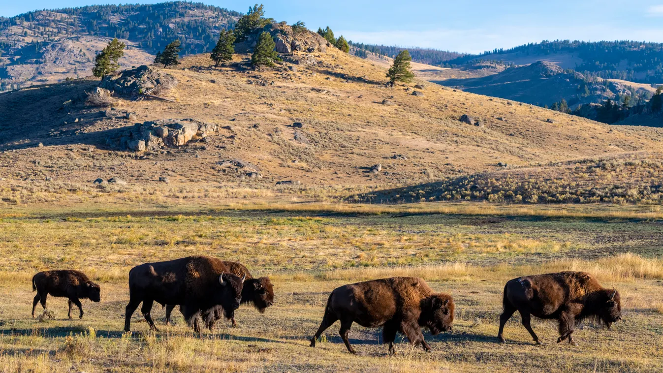 amerikai bölény wyoming yellowstone national park bisons lamar valley America american bison American National Park ANIMAL BISON bison bison Countryside Day HORIZONTAL Mammal NATIONAL PARK Nature No People NORTH AMERICA 
