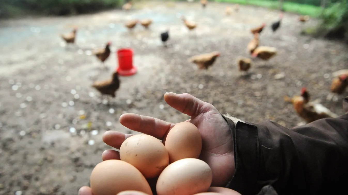 biogazdaság, illusztráció, organikus tojások franciaországban 
