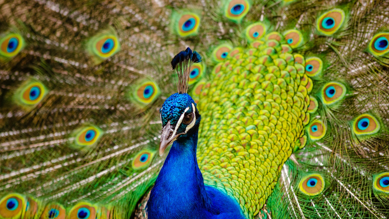 páva peacock 
