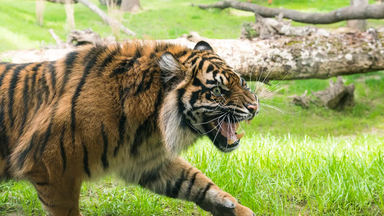 Gio, a kétéves nőstény szumátrai tigris (Panthera tigris sumatrae) új kifutójában a Nyíregyházi Állatparkban. A kihalástól közvetlenül veszélyeztetett szumátrai tigris a világ legkisebb és legritkább alfaja, mindössze néhány száz példánya él szabadon, Mag