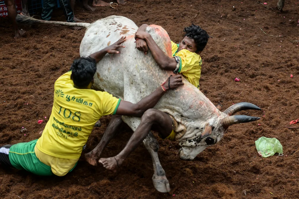 Jallikattu Avaniyapuram bika India Tamil Nadu 