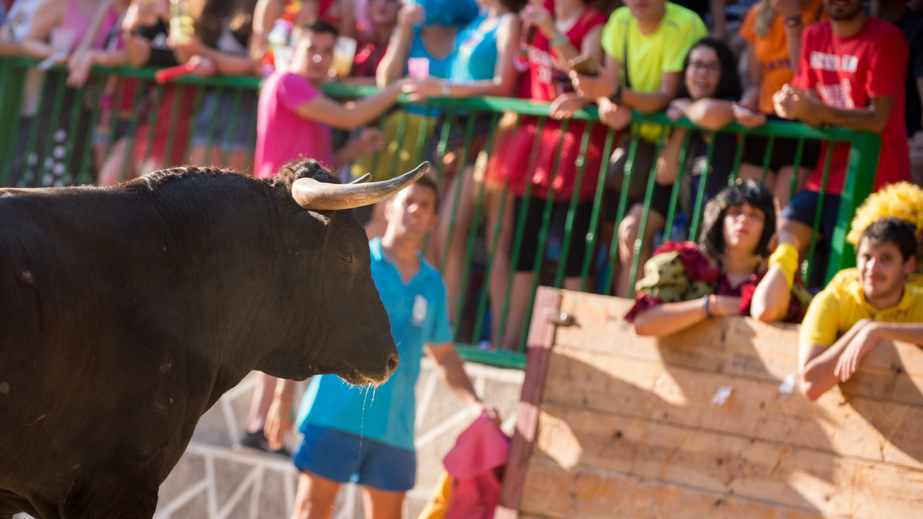 Bull run of the popular festival on Ayna, Spain 2017 Albacete Aýna Castilla La Mancha Fighting Bulls Spain 